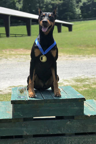 Louie is back at his best competing in agility!
