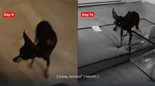 Daisy, Antinol<sup>®</sup>️ 1 Month